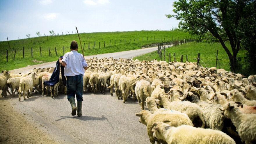 Kod Sefera "pukla" janjad, ali kod Patkovića ima 350 komada