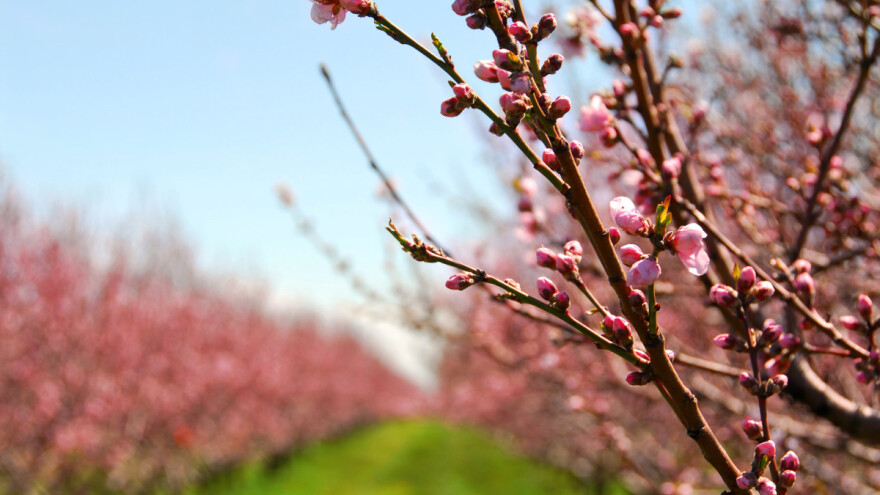 Od vikenda toplije - pojačano prisustvo insekata štetočina