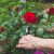 Kako izbeći bolesti ruža? Poštujte ovih pet pravila