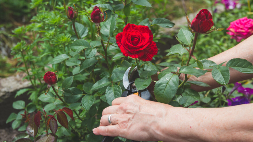 Kako izbjeći bolesti ruža? Poštujte ovih 5 pravila