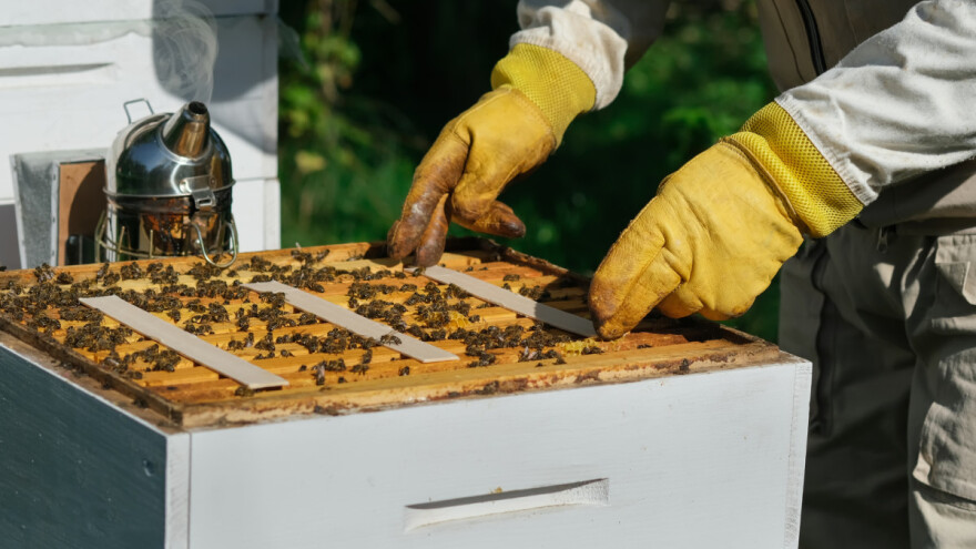 Varooza je sveprisutna u pčelinjacima, kako je suzbiti bez kemije?