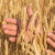 Ko drži svetski rekord u prinosu pšenice?