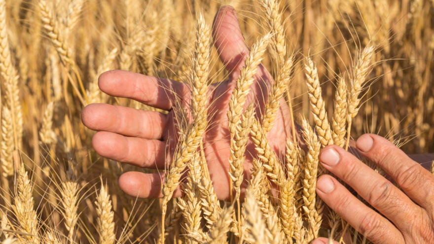 Ko drži svetski rekord u prinosu pšenice?