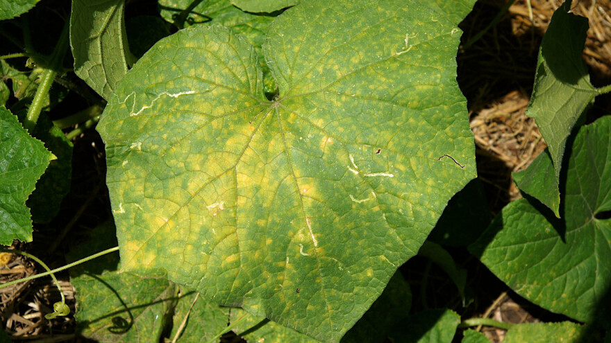 Bolesti krastavca: Visoka vlažnost donosi plamenjaču, pepelnicu, truleži - kako ih suzbiti?