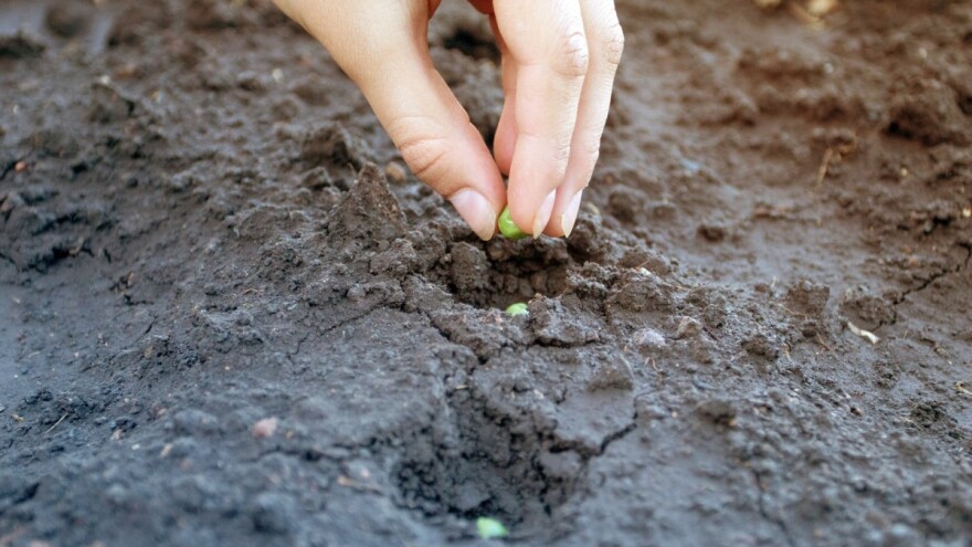 Jesenja setva graška - okruglo seme otpornije na zimu?