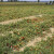 Sjetva industrijske rajčice: Sjeme direktno u zemlju, prinos do 80 t/ha