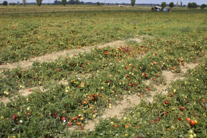 Sjetva industrijskog paradajza: Sjeme direktno u zemlju, prinos do 80 t/ha