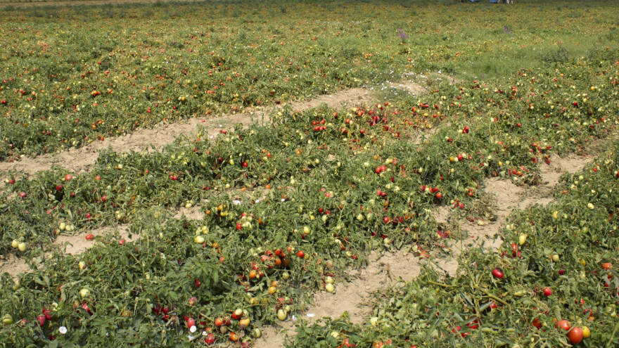 Sjetva industrijskog paradajza: Sjeme direktno u zemlju, prinos do 80 t/ha