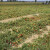Setva industrijskog paradajza: Seme direktno u zemlju, prinos do 80 t/ha