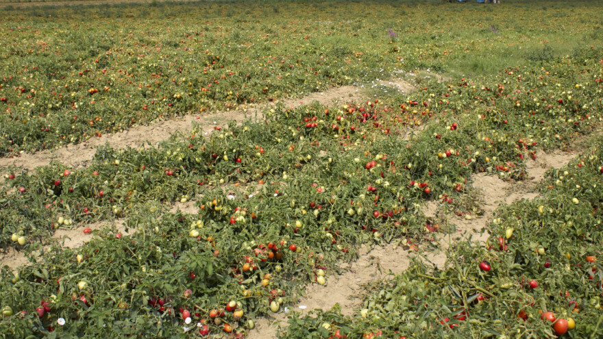 Setva industrijskog paradajza: Seme direktno u zemlju, prinos do 80 t/ha