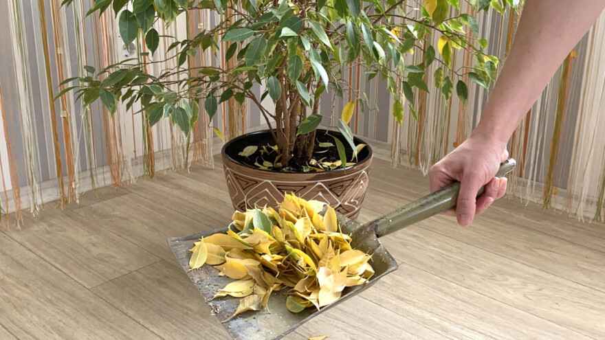 Kako obaviti rezidbu fikusa bendžamina?