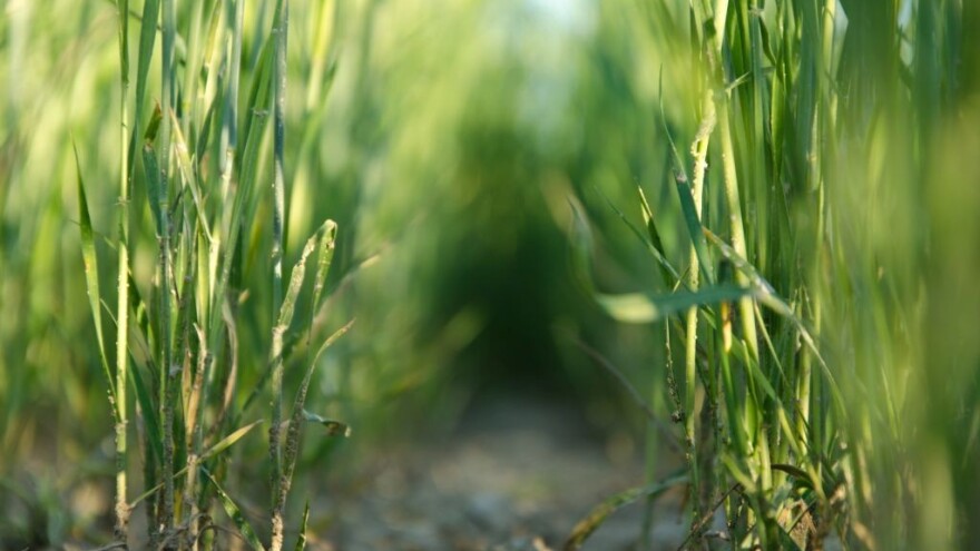 Zašto je dobro posejati raž pre povrća?
