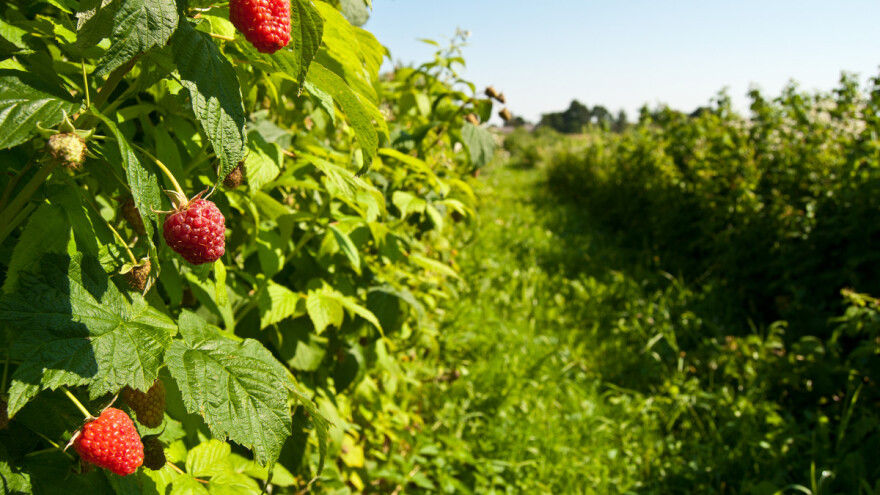 Remontante sorte maline: erika, versaj i kvanza - koje su njihove odlike?