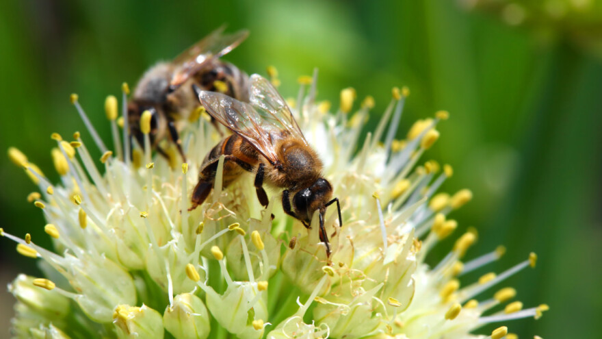 Revizorski sud EU: Mjere za zaštitu pčela i drugih oprašivača uglavnom neučinkovite
