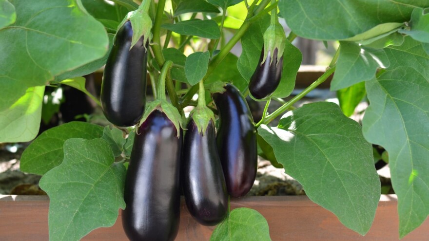 "Šnicla" iz bašte radije za prodaju nego za jelo: Šta ne znamo o plavom patlidžanu?