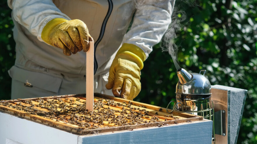 Da li je australijski način rešenje za zaštitu pčela od varoe?