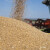 Turska drastično povećala izvoz durum pšenice, evo zašto