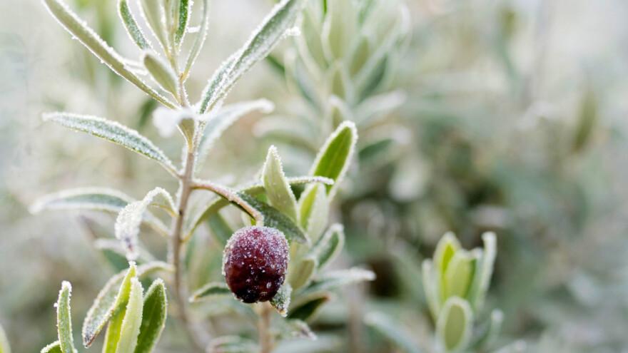 Nije vrijeme za odmor: Posla oko maslina ima i u januaru