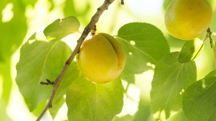 Desetkovan rod kajsija, neće je biti "ni za kuću"?