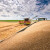 TOP 10 svetskih proizvođača pšenice