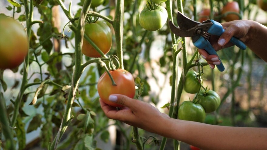 Kako izbeći greške u proizvodnji paradajza?
