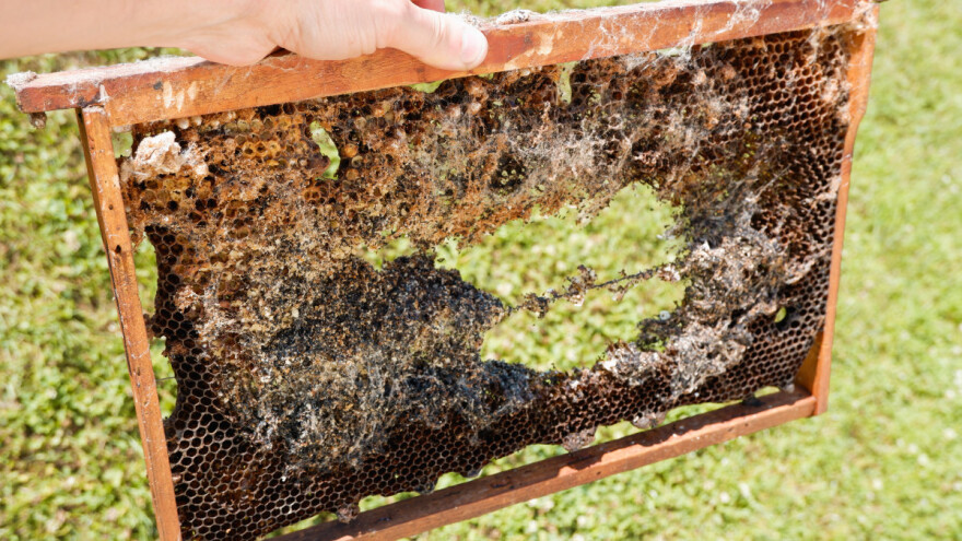 Suzbijanje voštanog moljca na prirodan način