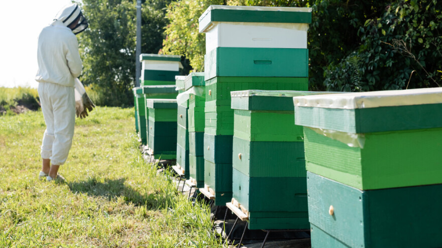 "Kraljica je mrtva, ali nemojte ići": Znate li za narodni običaj obavještavanja pčela?