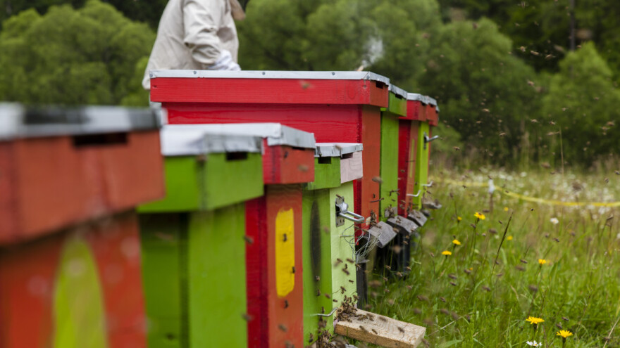 Europska pčelarska nagrada: I u 2023. za zaštitu pčela i drugih oprašivača 8.000 eura
