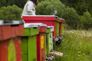Otvoren konkurs za ulaganje u pčelinju proizvodnju u Vojvodini