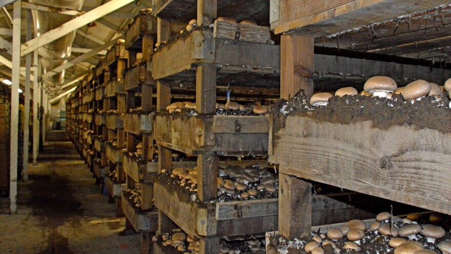 Zaštita šampinjona od bolesti i insekata