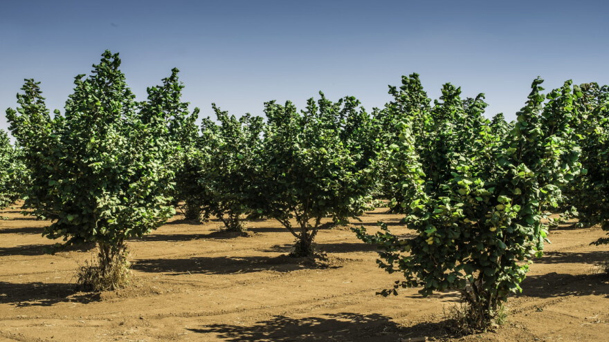 Iz voćnjaka ukraden top za plašenje ptica