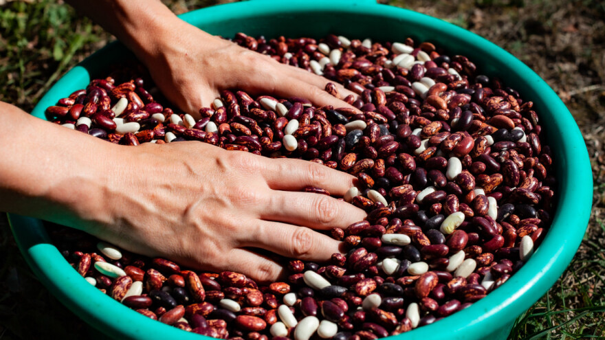 Mahunarke su neraskidivo vezane za ljude - danas je njihov dan