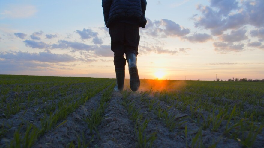 Od 1. decembra osetno toplije - štetočine ugrožavaju ozime kulture