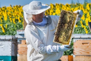 Za kilogram suncokretovog meda do 3,7 evra
