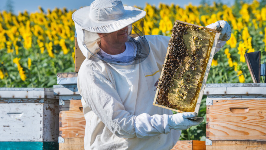 Za kilogram suncokretovog meda do 3,7 evra
