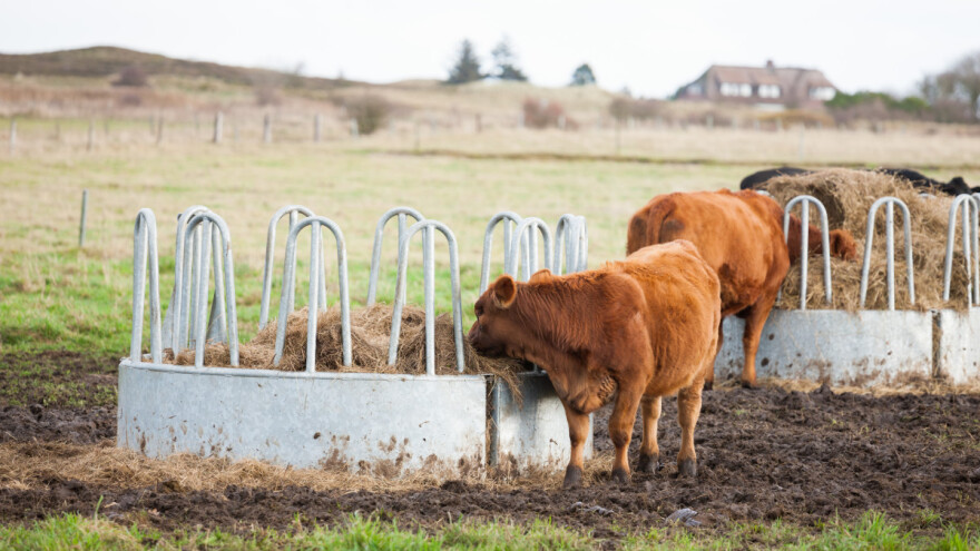 Munja udarila u hranilicu za sijeno - nastradale junice