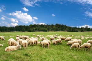 Polovinom oktobra počinje popis poljoprivrednih gazdinstava u BiH