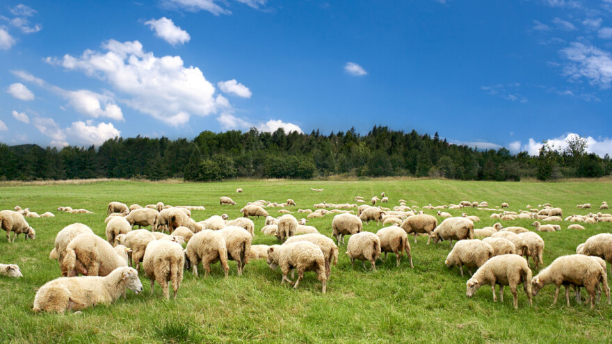 Kako stati na kraj brucelozi u nomadskom ovčarenju?