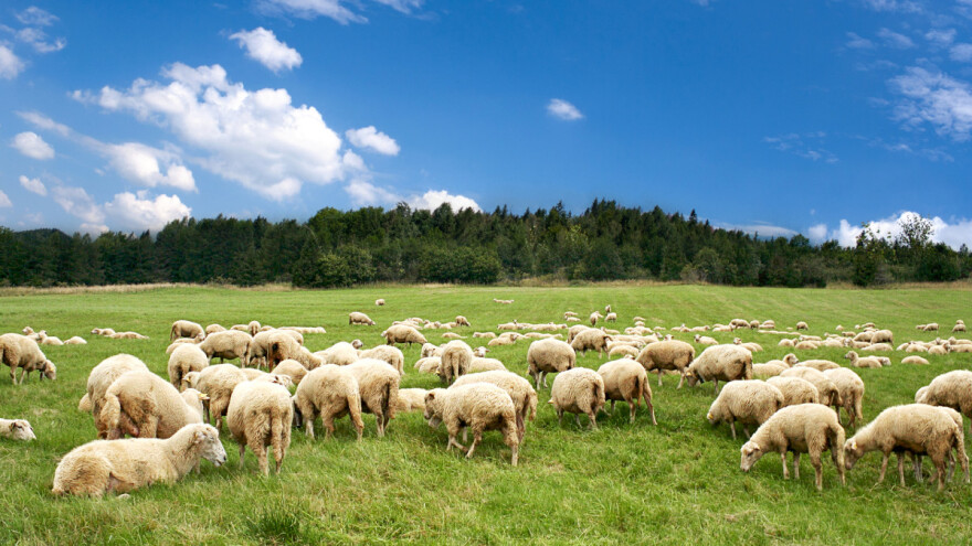 Hrvatska proglašena zemljom slobodnom od bolesti plavog jezika