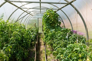 Vrijeme je za novi režim u plastenicima - što se mijenja?