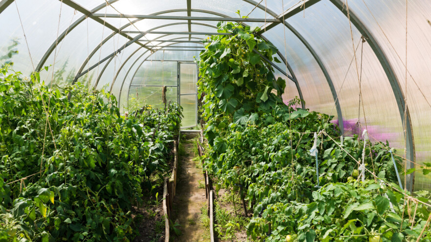 Vrijeme je za novi režim u plastenicima - što se mijenja?