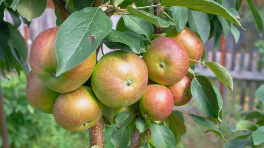 Voćke u malom prostoru - koje vrste i sorte odabrati?