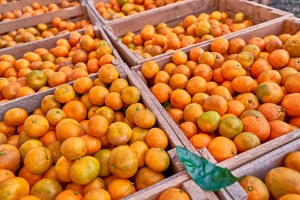 Rapidan pad otkupne cijene mandarina, proizvođači razmišljaju zaustaviti berbu