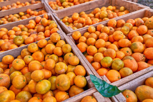 Rapidan pad otkupne cijene mandarina, proizvođači razmišljaju zaustaviti berbu