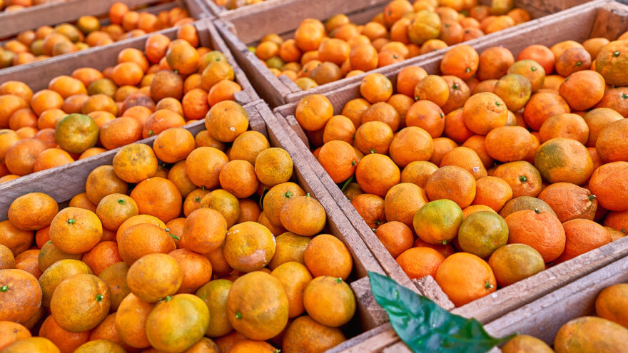 Rapidan pad otkupne cijene mandarina, proizvođači razmišljaju zaustaviti berbu