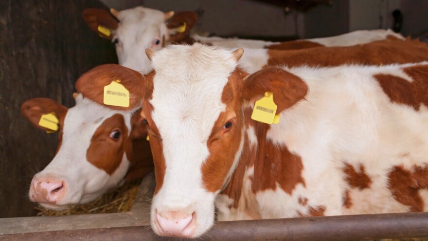 U 11 lokalnih zajednica bit će dodijeljeni plastenici i junice, poziv ponuđačima u toku