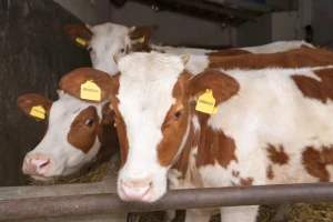 Telad u Mačvi do 820 din/kg, cena prasića do 650 din/kg