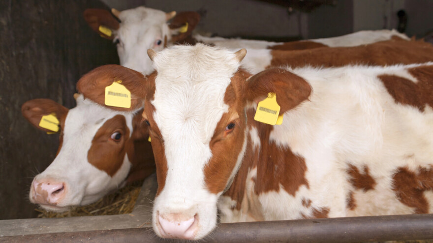 Zabeležen rast cene teladi, jagnjad 500 din/kg