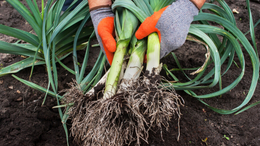 Rasad praziluka od semena koje se prenosi "sa kolena na koleno"