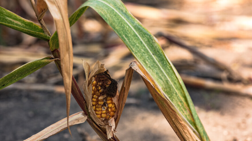 Komisija za procjenu šteta od suše u Odžaku kreće u prikupljanje podataka: Evo rasporeda